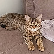 Yeimy participe au concours pour gagner de l'argent avec cette photo : cat, tabby, pet, animal, feline, striped_fur, green_eyes, whiskers, ears, paws, lying_down, relaxed, staring, sofa, couch, blanket, cushion, indoor, home, portrait