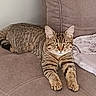 cat, tabby, pet, animal, feline, striped_fur, green_eyes, whiskers, ears, paws, lying_down, relaxed, staring, sofa, couch, blanket, cushion, indoor, home, portrait