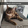 Yeimy a rejoint le concours — aidez-le/la à gagner de superbes lots ! cat, tabby_cat, pet, animal, feline, brown_fur, striped_fur, green_eyes, whiskers, ears, lying_down, relaxed, indoor, cabinet, furniture, home, portrait, framed_picture, decor, text_overlay