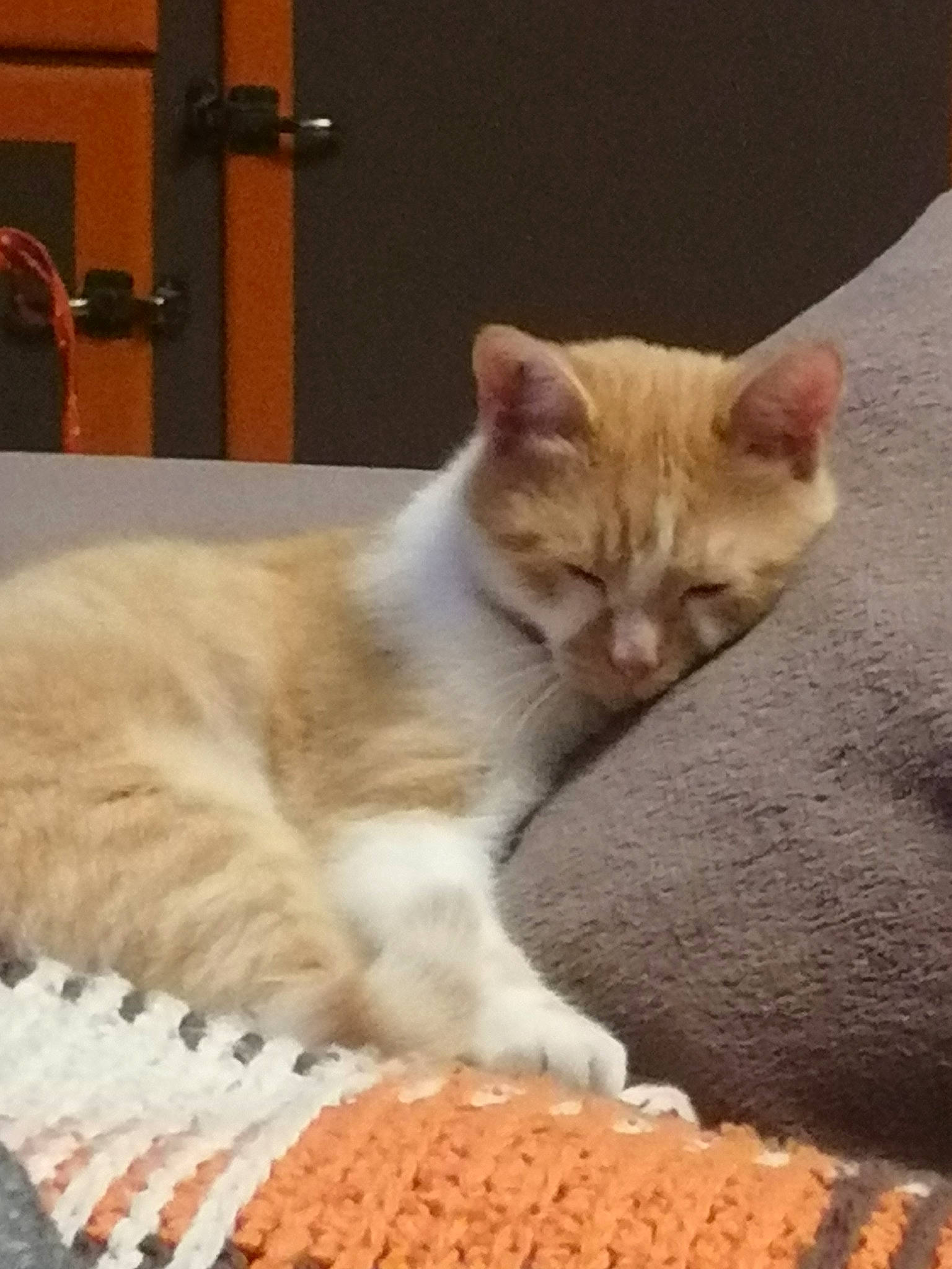 Mimi a rejoint le concours — aidez-le/la à gagner de superbes lots ! aegean_cat, arabian_mau, asian, australian_mist, carnivore, cat, domestic_short_haired_cat, european_shorthair, fawn, felidae, fur, german_rex, kitten, mammal, paw, polydactyl_cat, small_to_medium_sized_cats, tabby_cat, tail, whiskers