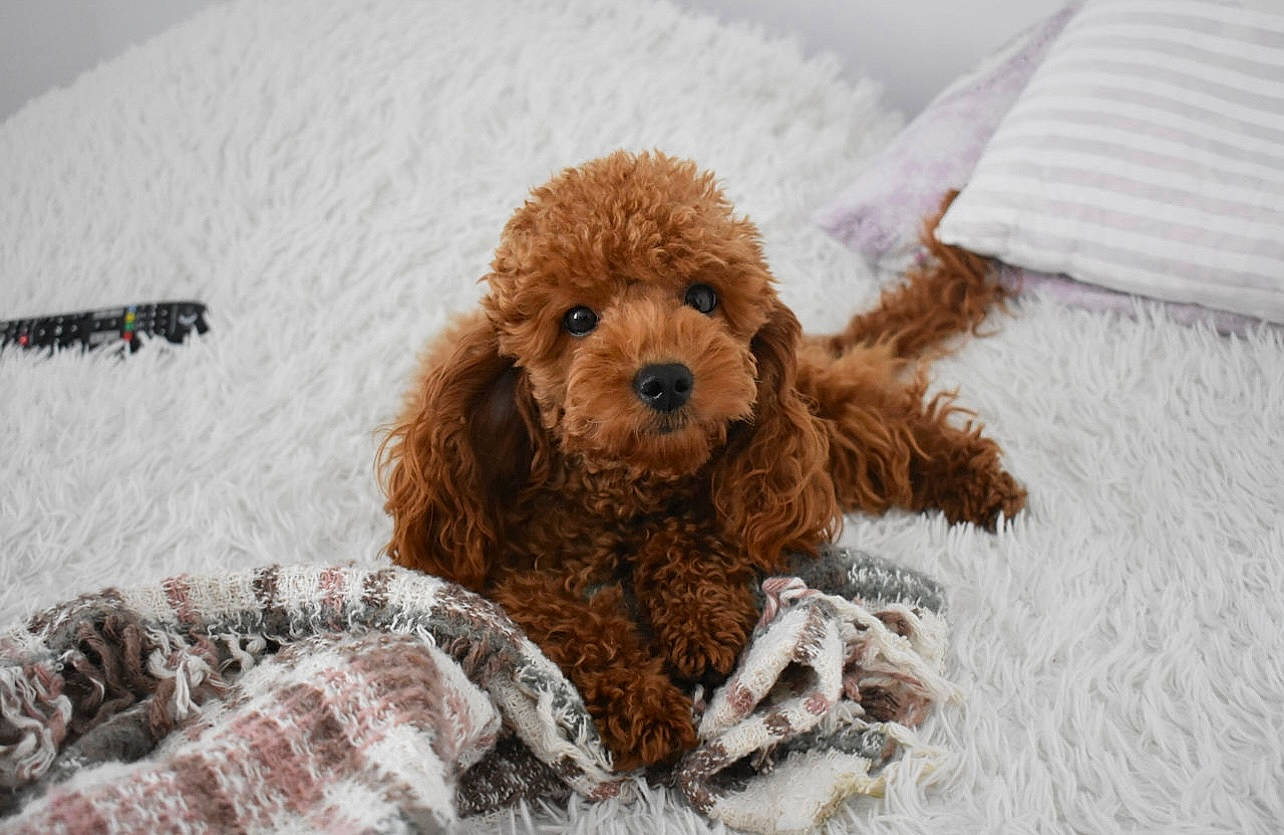 Tefy a rejoint le concours — aidez-le/la à gagner de superbes lots ! carnivore, companion_dog, dog, dog_breed, dog_supply, fawn, fur, linens, liver, pattern, pet_supply, snout, snow, sporting_group, stuffed_toy, terrestrial_animal, toy, toy_dog, water_dog, working_animal