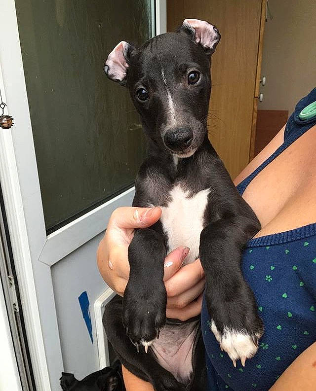 Petrie is registered to the contest to win money with this photo: canidae, carnivore, dog, dog_breed, fawn, feist, greyhound, italian_greyhound, mammal, puppy, rare_breed_dog, sighthound, snout, vertebrate, whippet, whiskers