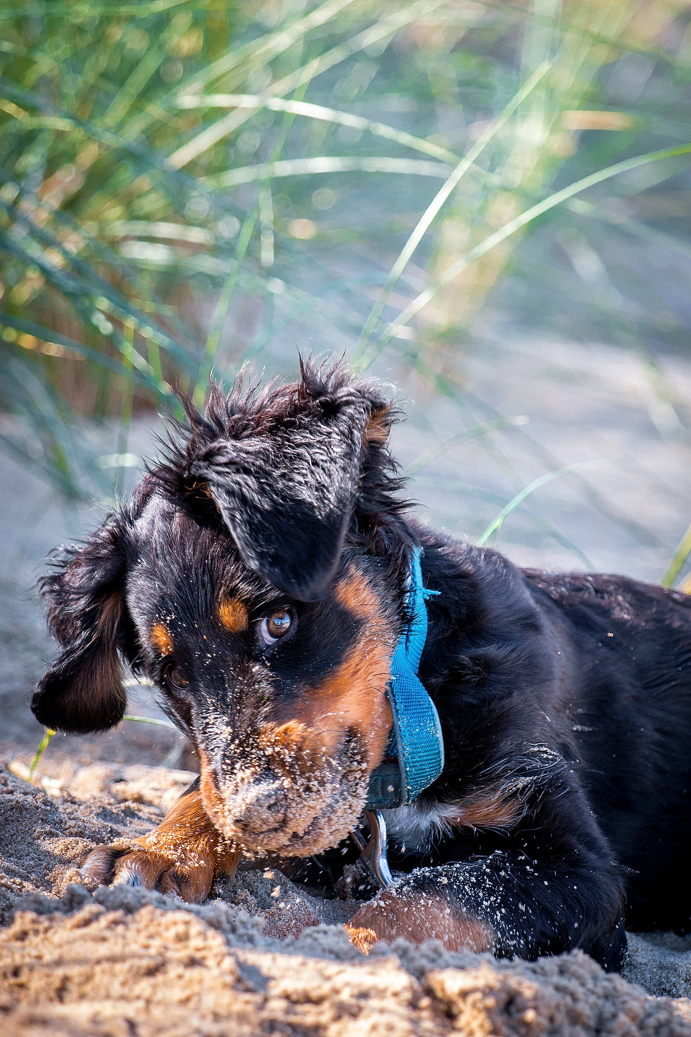 Oxford a rejoint le concours — aidez-le/la à gagner de superbes lots ! canidae, carnivore, companion_dog, dog, dog_breed, fawn, fur, grass, guard_dog, liver, palm_tree, paw, plant, snout, sporting_group, tail, terrestrial_animal, whiskers, working_animal, working_dog