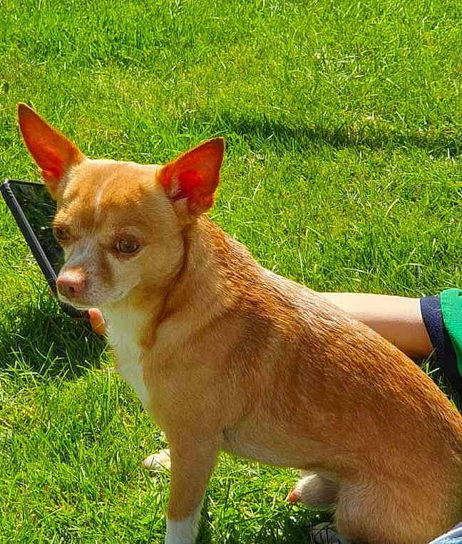 Junior participe au concours pour gagner de l'argent avec cette photo : ancient_dog_breeds, balance, canidae, carnivore, companion_dog, corgi_chihuahua, dog, dog_breed, fawn, fur, grass, grassland, groundcover, plant, snout, sporting_group, tail, terrestrial_animal, whiskers, working_animal