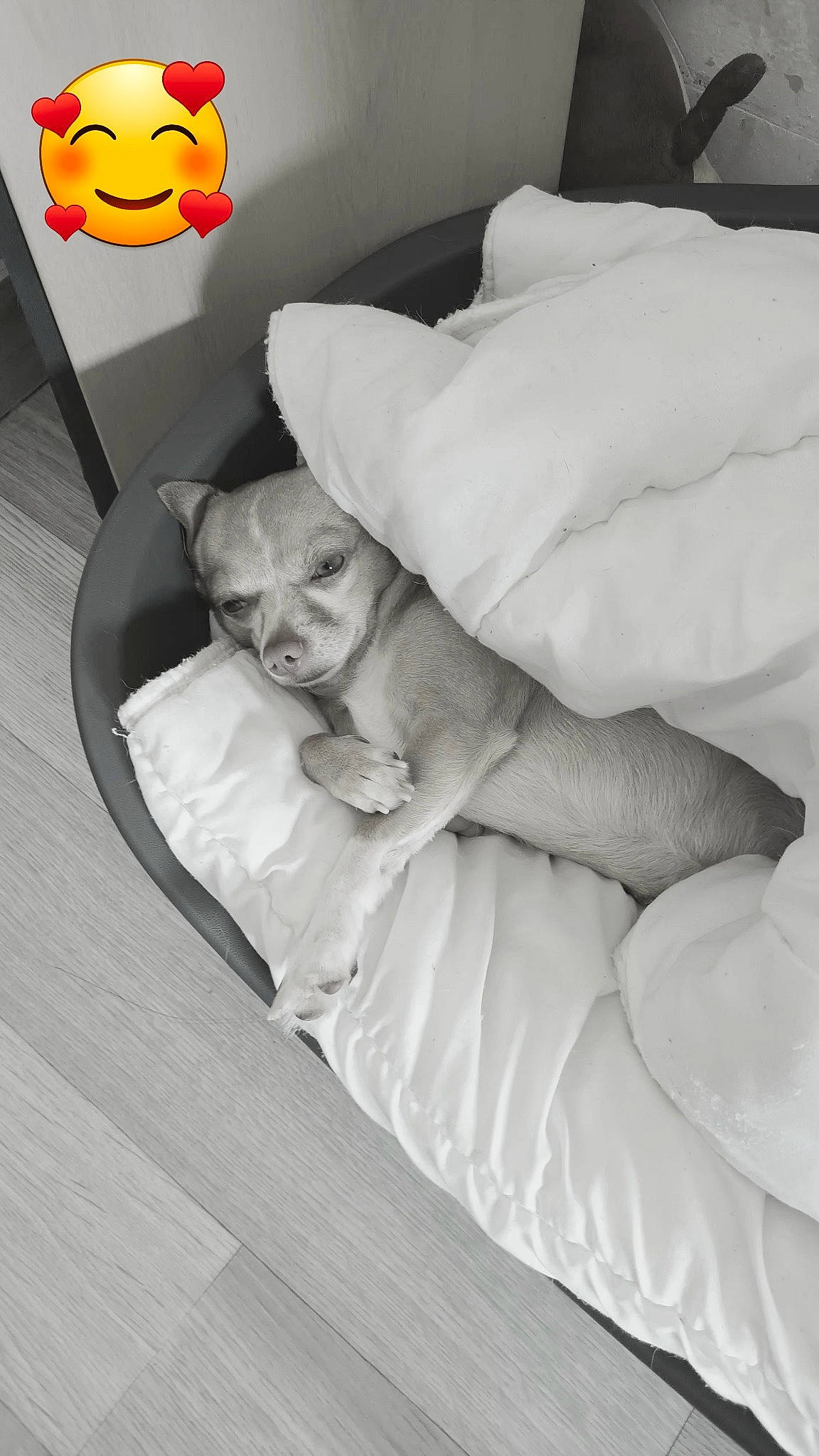 Junior participe au concours pour gagner de l'argent avec cette photo : bed, bedding, calabaza, comfort, elbow, flash_photography, floor, flooring, foot, gesture, happy, hardwood, human_leg, linens, monochrome, monochrome_photography, pumpkin, room, toy, wood