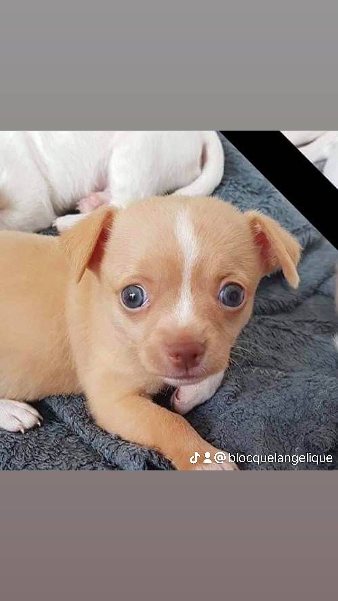 Junior a rejoint le concours — aidez-le/la à gagner de superbes lots ! canidae, carnivore, companion_dog, dog, dog_breed, ear, eyelash, fawn, fur, liver, paw, pet_supply, snout, sporting_group, tail, terrestrial_animal, toy, whiskers, wood, working_animal