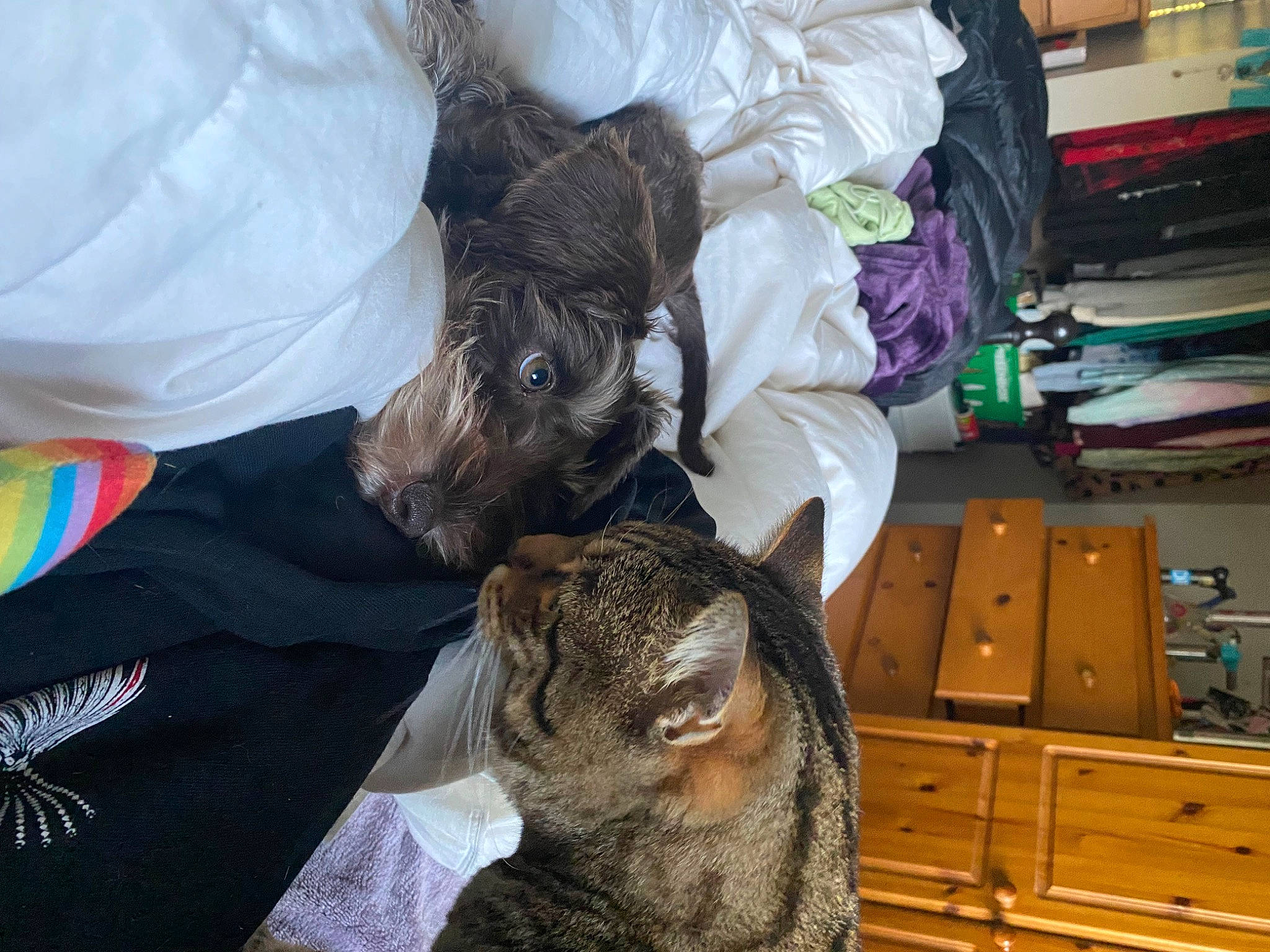 Romez is registered to the contest to win money with this photo: cabinetry, canidae, carnivore, cat, chest_of_drawers, comfort, companion_dog, dog, dog_breed, drawer, fawn, felidae, fur, hat, schnauzer, small_to_medium_sized_cats, sporting_group, standard_schnauzer, toy_dog, whiskers