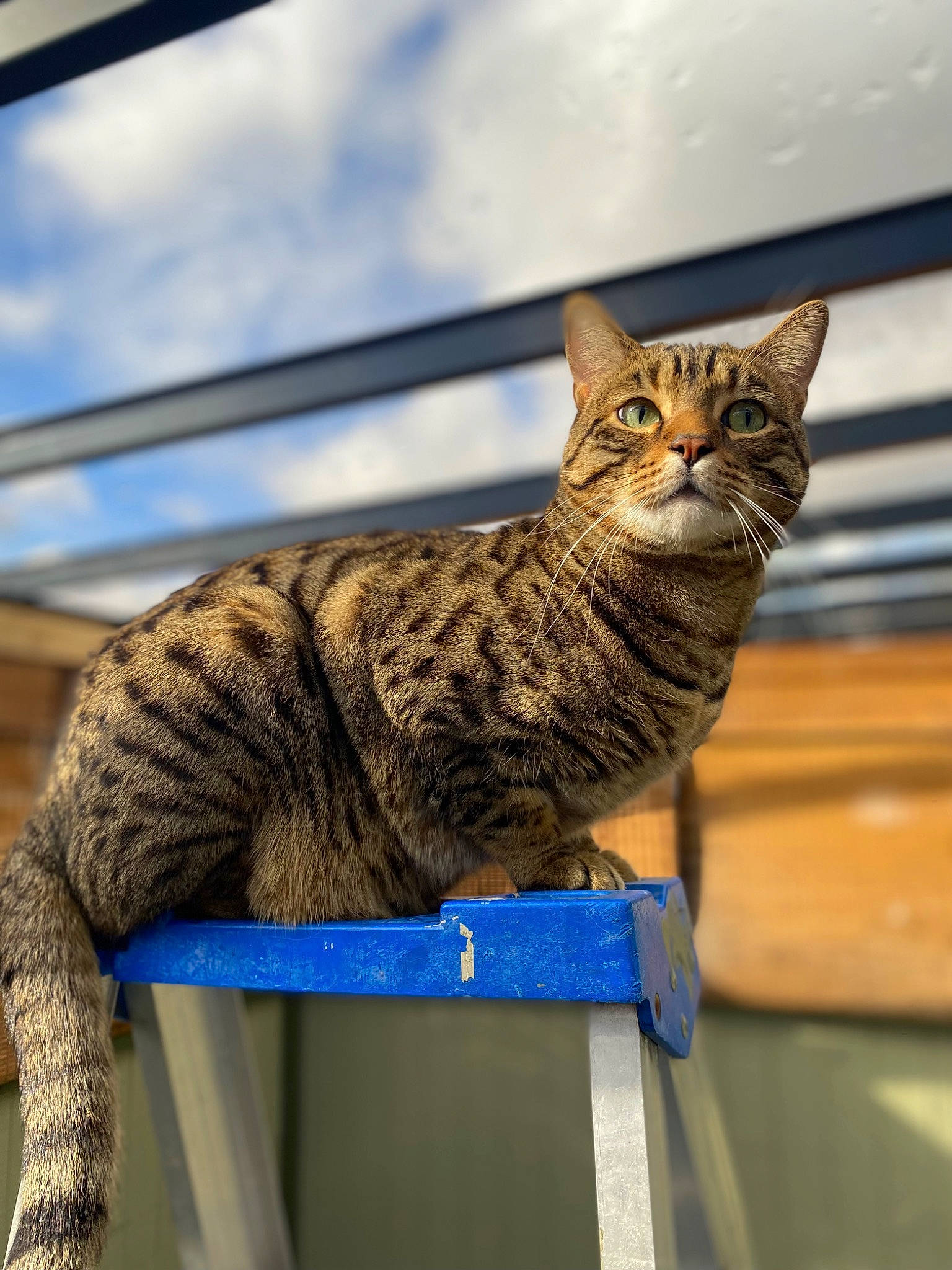 Romez joined the competition — help win amazing prizes! art, carnivore, cat, claw, cloud, domestic_short_haired_cat, felidae, fur, roof, sky, small_to_medium_sized_cats, snout, tail, terrestrial_animal, tree, whiskers, wildlife, wood