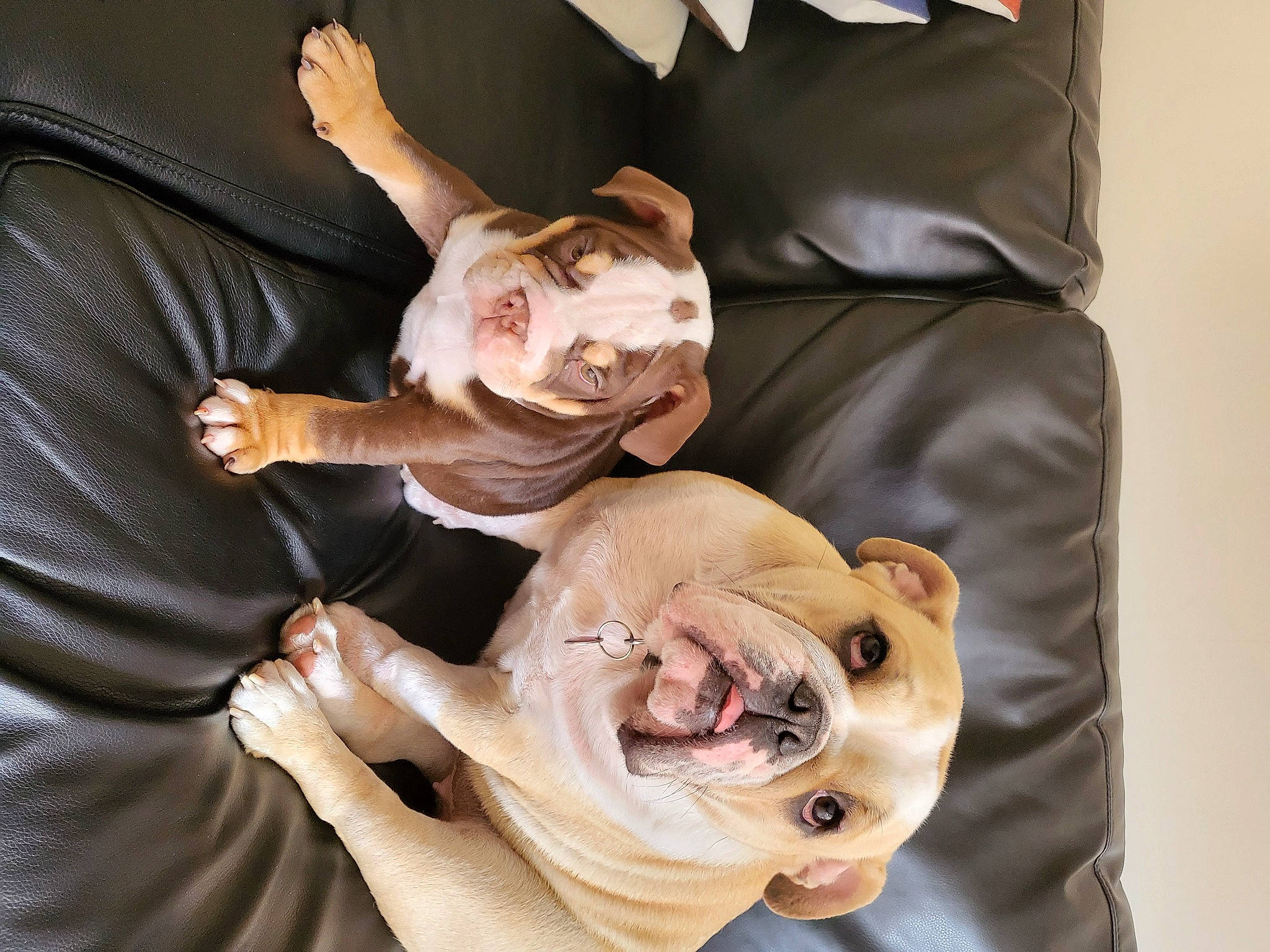 Bronson is registered to the contest to win money with this photo: canidae, carnivore, comfort, companion_dog, couch, dog, dog_breed, eyewear, fawn, felidae, fur, gesture, linens, non_sporting_group, pillow, room, selfie, snout, sporting_group, wrinkle