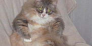 Clara a rejoint le concours — aidez-le/la à gagner de superbes lots ! aegean_cat, asian_semi_longhair, british_semi_longhair, carnivoran, cat, cat_like_mammal, domestic_long_haired_cat, domestic_short_haired_cat, fur, maine_coon, napoleon_cat, norwegian_forest_cat, persian, ragamuffin, ragdoll, siberian, small_to_medium_sized_cats, snout, whiskers