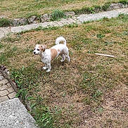 Natsu a rejoint le concours — aidez-le/la à gagner de superbes lots ! dog, grass, garden, tree, stone_wall, patio_furniture, outdoor, pet, small_dog, brown_and_white, lawn, nature, metal_chairs, metal_table, pathway, bushes, daylight, animal, cute, canine