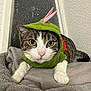 cat, costume, green, pink, blanket, indoor, pet, feline, fur, whiskers, paws, window, curious, animal, cute, cozy, resting, tabby, white, closeup