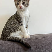 Zeus a rejoint le concours — aidez-le/la à gagner de superbes lots ! kitten, cat, tabby, white_fur, sitting, couch, indoor, pet, animal, feline, young, curious, gray_couch, tail, ears, whiskers, pink_nose, looking_away, domestic_cat, furniture