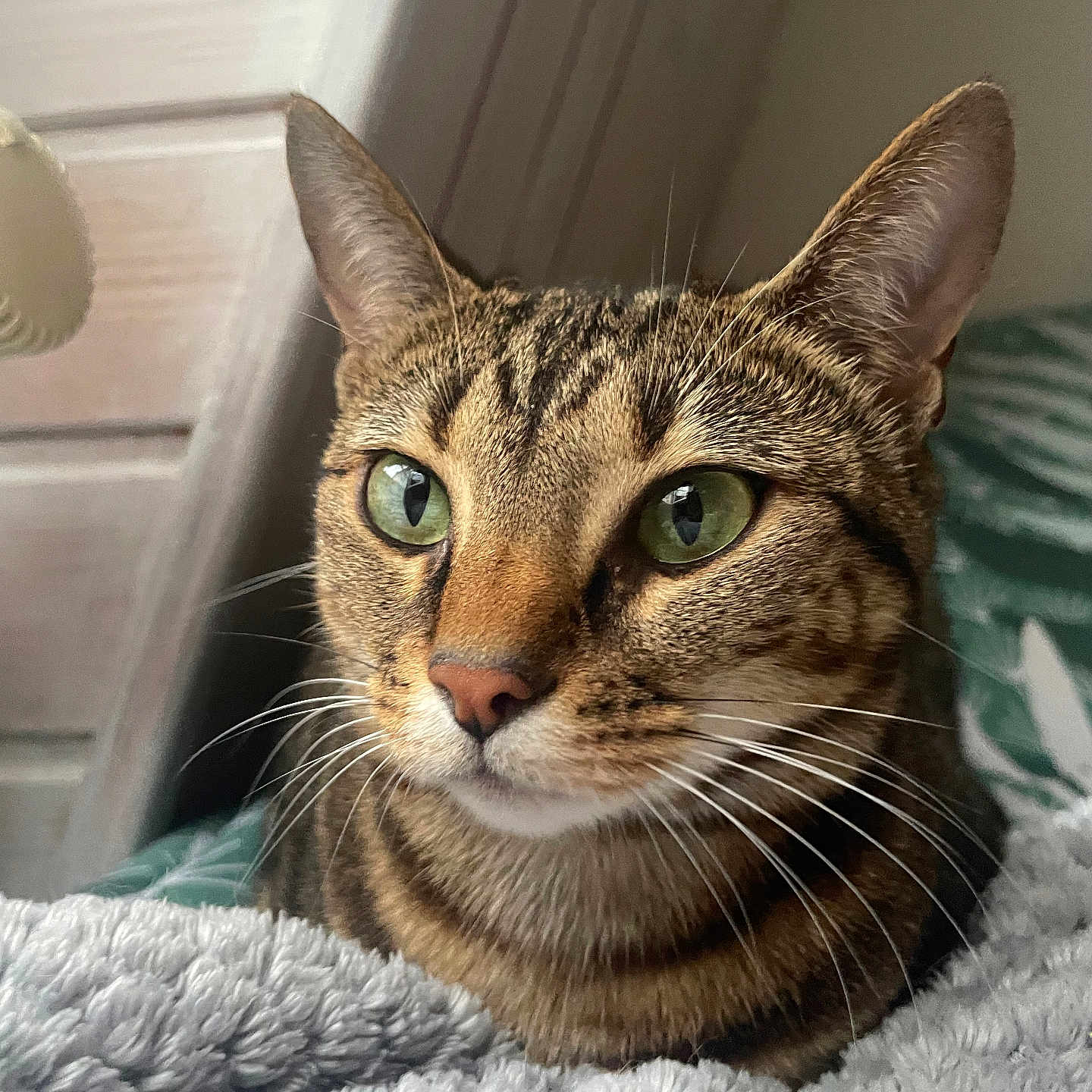 Roumi participe au concours pour gagner de l'argent avec cette photo : animal, blanket, cat, close_up, cozy, curious, cute, domestic_cat, feline, fur, green_eyes, indoor, pet, portrait, relaxed, resting, soft_texture, tabby, warm_light, whiskers