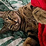 Roumi participe au concours pour gagner de l'argent avec cette photo : tabby_cat, cat, pet, animal, feline, whiskers, paw, fur, bed, blanket, red_blanket, green_and_white_bedspread, indoor, relaxed, close_up, sleepy, cute, resting, domestic_cat, cozy