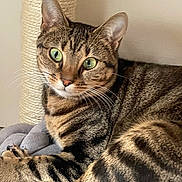 Roumi a rejoint le concours — aidez-le/la à gagner de superbes lots ! cat, tabby, green_eyes, whiskers, scratching_post, blanket, indoor, pet, feline, striped, fur, close_up, relaxed, domestic_cat, animal, cute, cozy, resting, portrait, home