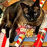 Miso is registered to the contest to win money with this photo: cat, siamese_cat, table, gift_wrapping, wrapping_paper, bows, holiday, christmas, potted_plant, wooden_table, blue_eyes, close_up, indoor, pet, feline, curious, relaxed, decorations, messy, domestic_animal