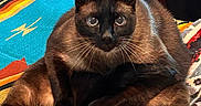 Miso joined the competition — help win amazing prizes! animal, blanket, cat, colorful, cozy, cushion, ears, eyes, feline, fur, home, indoor, nose, patterned_blanket, paw, pet, resting, siamese_cat, whiskers, wooden_furniture