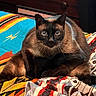 Miso joined the competition — help win amazing prizes! cat, siamese_cat, pet, animal, feline, indoor, resting, blanket, patterned_blanket, colorful, cushion, fur, whiskers, ears, eyes, nose, paw, wooden_furniture, cozy, home