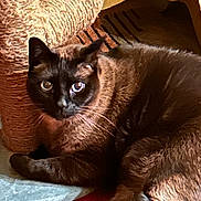 Miso joined the competition — help win amazing prizes! cat, siamese_cat, pet, indoor, blue_eyes, fur, whiskers, scratching_post, carpet, rug, furniture, close_up, relaxed, animal, mammal, domestic_cat, portrait, laying_down, looking_at_camera, cozy