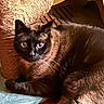 cat, siamese_cat, pet, indoor, blue_eyes, fur, whiskers, scratching_post, carpet, rug, furniture, close_up, relaxed, animal, mammal, domestic_cat, portrait, laying_down, looking_at_camera, cozy