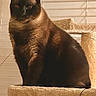 cat, siamese_cat, pet, indoor, cat_tree, feline, animal, whiskers, ears, fur, sitting, window_blinds, domestic_cat, close_up, mammal, portrait, resting, household, light, shadow