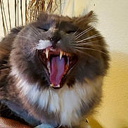 Flex is registered to the contest to win money with this photo: animal, background, brown, cat, closeup, cute, domestic_cat, feline, fluffy, fur, indoor, leather, mouth_open, pet, relaxed, teeth, tongue, whiskers, white, yawning