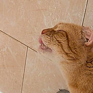 Hazel is registered to the contest to win money with this photo: cat, ginger_cat, side_profile, close_up, feline, whiskers, mouth_open, tile_floor, indoor, pet, fur, animal, cute, domestic_cat, expression, head, orange_fur, tongue_visible, quiet, resting