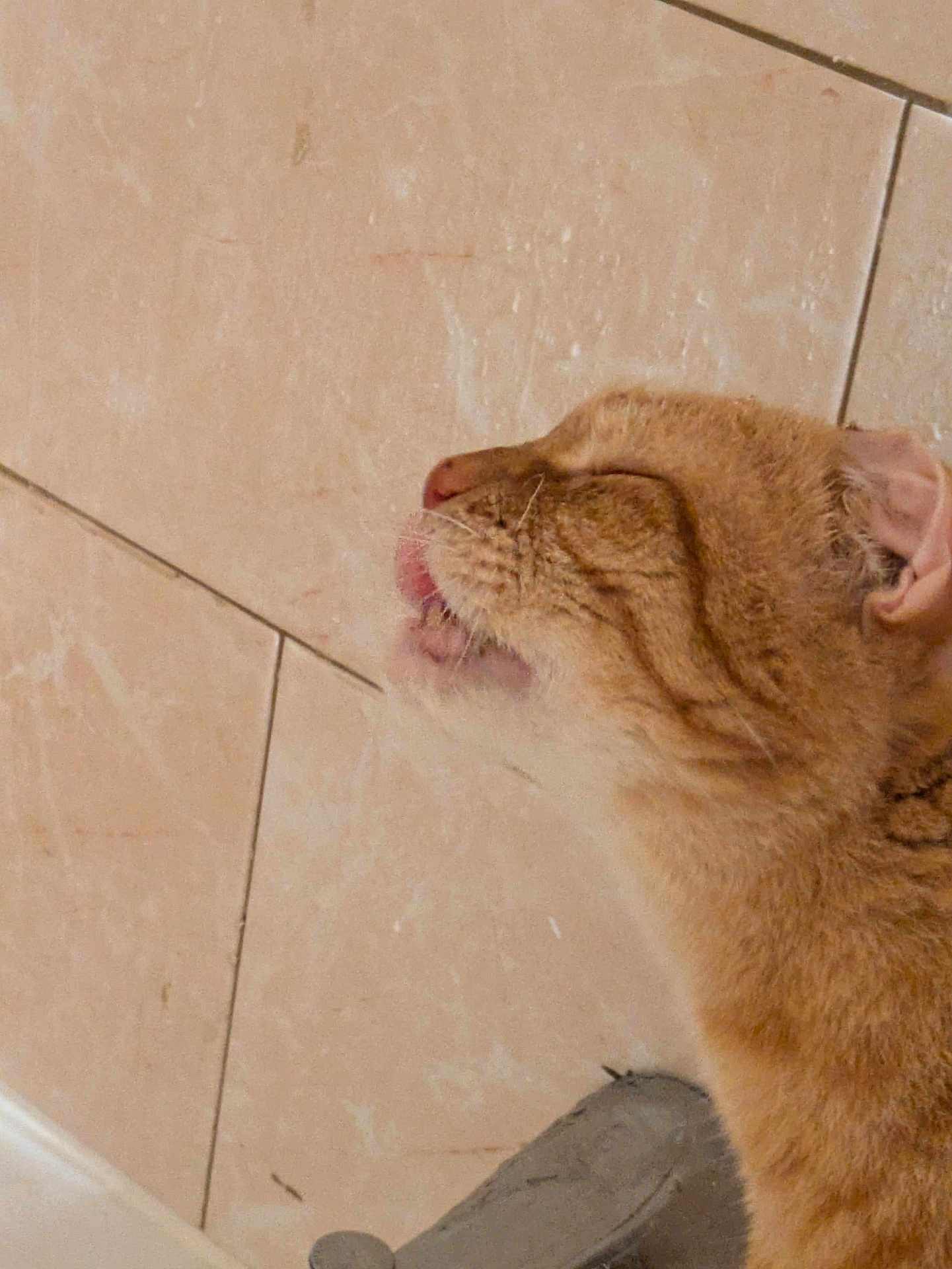 Hazel is registered to the contest to win money with this photo: cat, ginger_cat, side_profile, close_up, feline, whiskers, mouth_open, tile_floor, indoor, pet, fur, animal, cute, domestic_cat, expression, head, orange_fur, tongue_visible, quiet, resting