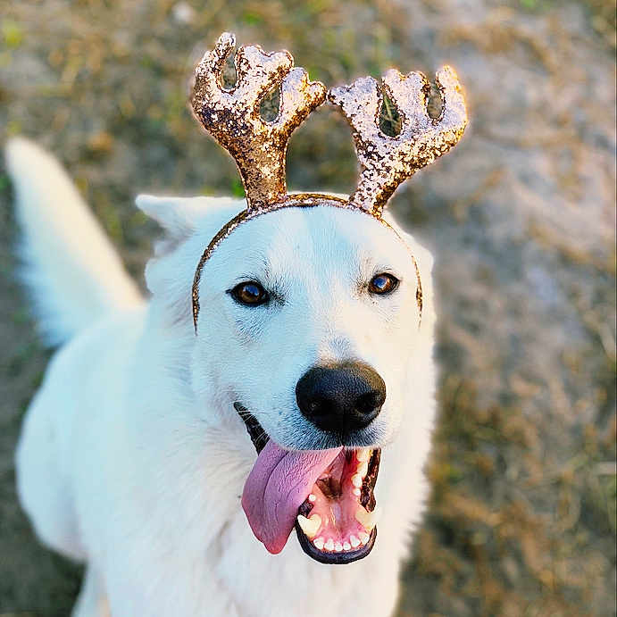 Zeus joined the competition — help win amazing prizes! dog, dog_breed, dog_like_mammal, snout, sporting_group