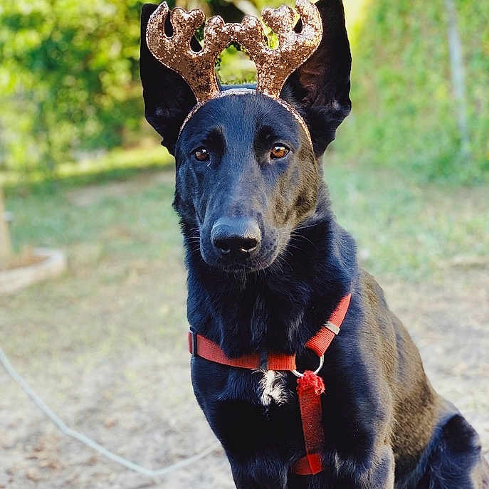 Amari is registered to the contest to win money with this photo: belgian_shepherd_malinois, dog, dog_breed, dog_like_mammal, formosan_mountain_dog, kunming_wolfdog, snout