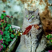 Willie is registered to the contest to win money with this photo: cat, fluffy, gray_cat, green_eyes, scarf, garden, flowers, plants, outdoor, sitting, portrait, pet, whiskers, ears, feline, potted_plants, colorful, nature, close_up, animal