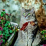 cat, fluffy, gray_cat, green_eyes, scarf, garden, flowers, plants, outdoor, sitting, portrait, pet, whiskers, ears, feline, potted_plants, colorful, nature, close_up, animal