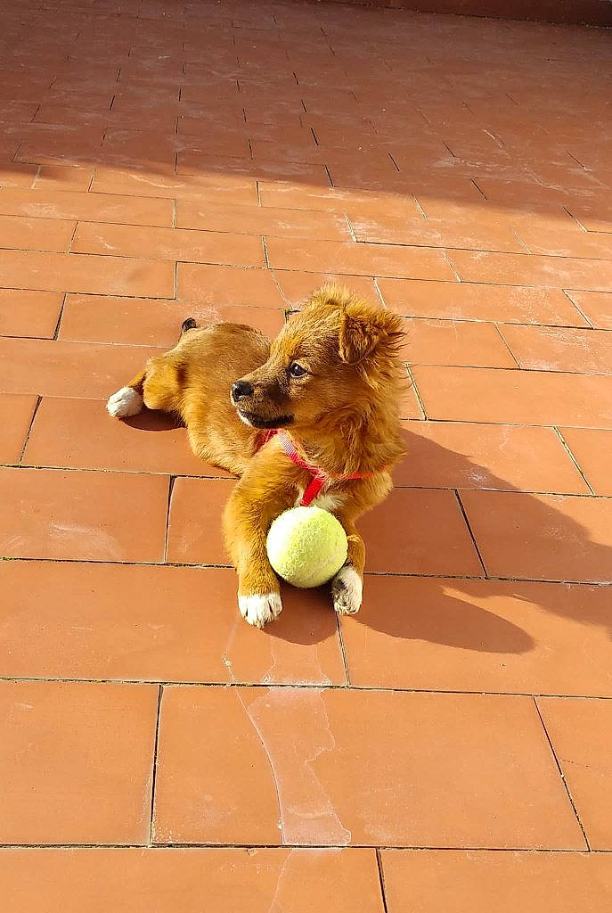 Oliver a rejoint le concours — aidez-le/la à gagner de superbes lots ! bear, canidae, carnivore, companion_dog, dog_breed, fawn, felidae, flooring, fun, fur, mascot, plush, snout, sporting_group, stuffed_toy, teddy_bear, toy, toy_dog, wood, working_animal