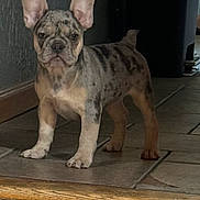Murphy joined the competition — help win amazing prizes! dog, puppy, french_bulldog, standing, ears_up, tile_floor, indoor, pet, canine, young_dog, short_hair, brown_spots, animal, companion, alert, cute, small_dog, domestic_animal, looking_at_camera, home