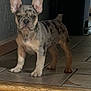 dog, puppy, french_bulldog, standing, ears_up, tile_floor, indoor, pet, canine, young_dog, short_hair, brown_spots, animal, companion, alert, cute, small_dog, domestic_animal, looking_at_camera, home