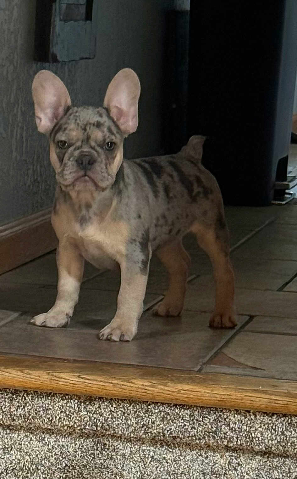 Murphy joined the competition — help win amazing prizes! dog, puppy, french_bulldog, standing, ears_up, tile_floor, indoor, pet, canine, young_dog, short_hair, brown_spots, animal, companion, alert, cute, small_dog, domestic_animal, looking_at_camera, home