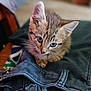 kitten, cat, animal, pet, clothes, folded_clothes, indoor, curious, soft_focus, closeup, young_animal, feline, ears, whiskers, table, fabric, domestic, cute, small, cozy