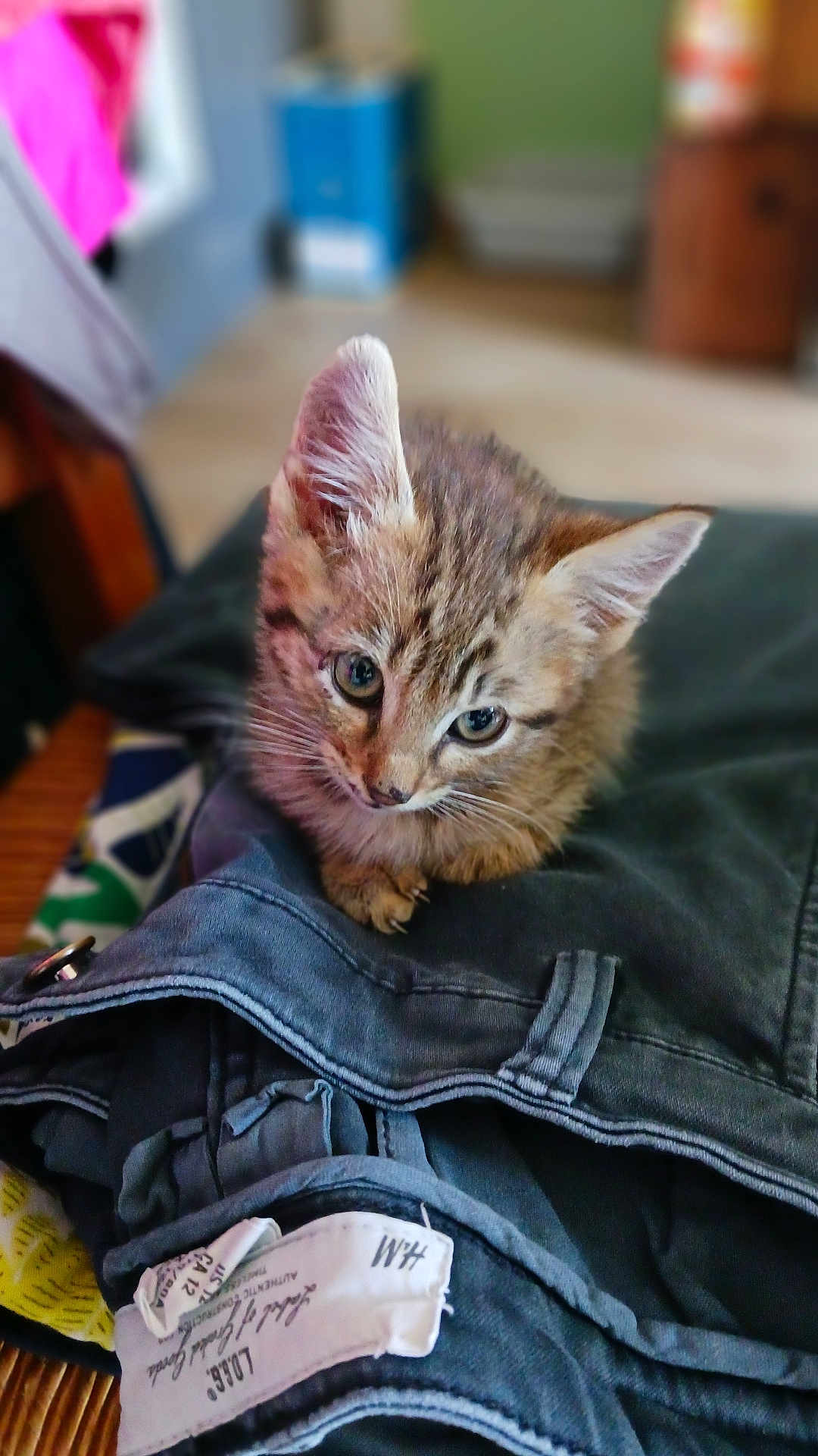 Athila a rejoint le concours — aidez-le/la à gagner de superbes lots ! kitten, cat, animal, pet, clothes, folded_clothes, indoor, curious, soft_focus, closeup, young_animal, feline, ears, whiskers, table, fabric, domestic, cute, small, cozy
