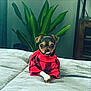 animal, blanket, canine, companion, cozy, cute, dog, domestic_pet, furniture, green_leaves, indoor, living_room, pet, plant, puppy, red_sweater, relaxed, small_dog, tongue_out, wooden_cabinet