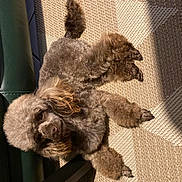 Sweety participe au concours pour gagner de l'argent avec cette photo : dog, poodle, brown, curly_fur, carpet, patterned, sunlight, indoor, pet, animal, furniture, couch, chair_leg, relaxed, cozy, shadow, floor, cute, small_dog, fluffy