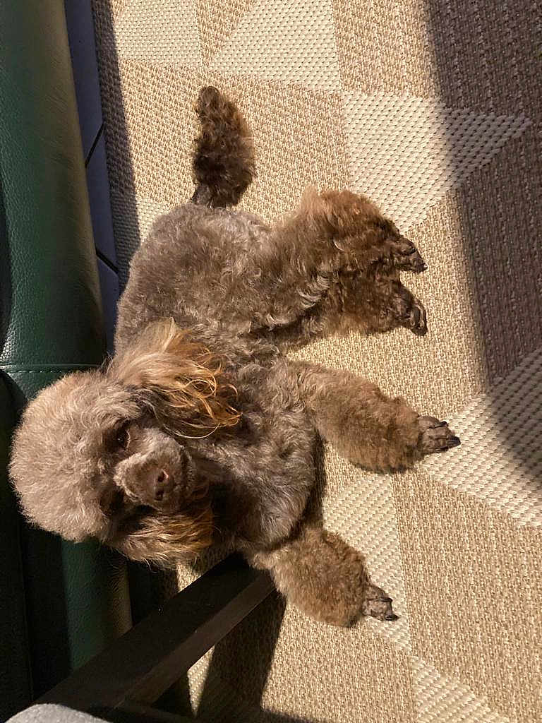 Sweety participe au concours pour gagner de l'argent avec cette photo : dog, poodle, brown, curly_fur, carpet, patterned, sunlight, indoor, pet, animal, furniture, couch, chair_leg, relaxed, cozy, shadow, floor, cute, small_dog, fluffy
