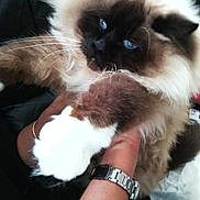 Fox a rejoint le concours — aidez-le/la à gagner de superbes lots ! animal, blue_eyes, bracelet, cat, close_up, cute, domestic_cat, ears, face, fluffy, fur, hand, holding, indoor, long_hair, paw, person, pet, relaxed, watch