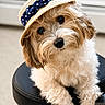 accessory, adorable, animal, brown, curious, cute, dog, domestic_animal, fluffy, fur, hat, head_tilt, indoor, pet, portrait, puppy, sitting, small_dog, stool, white