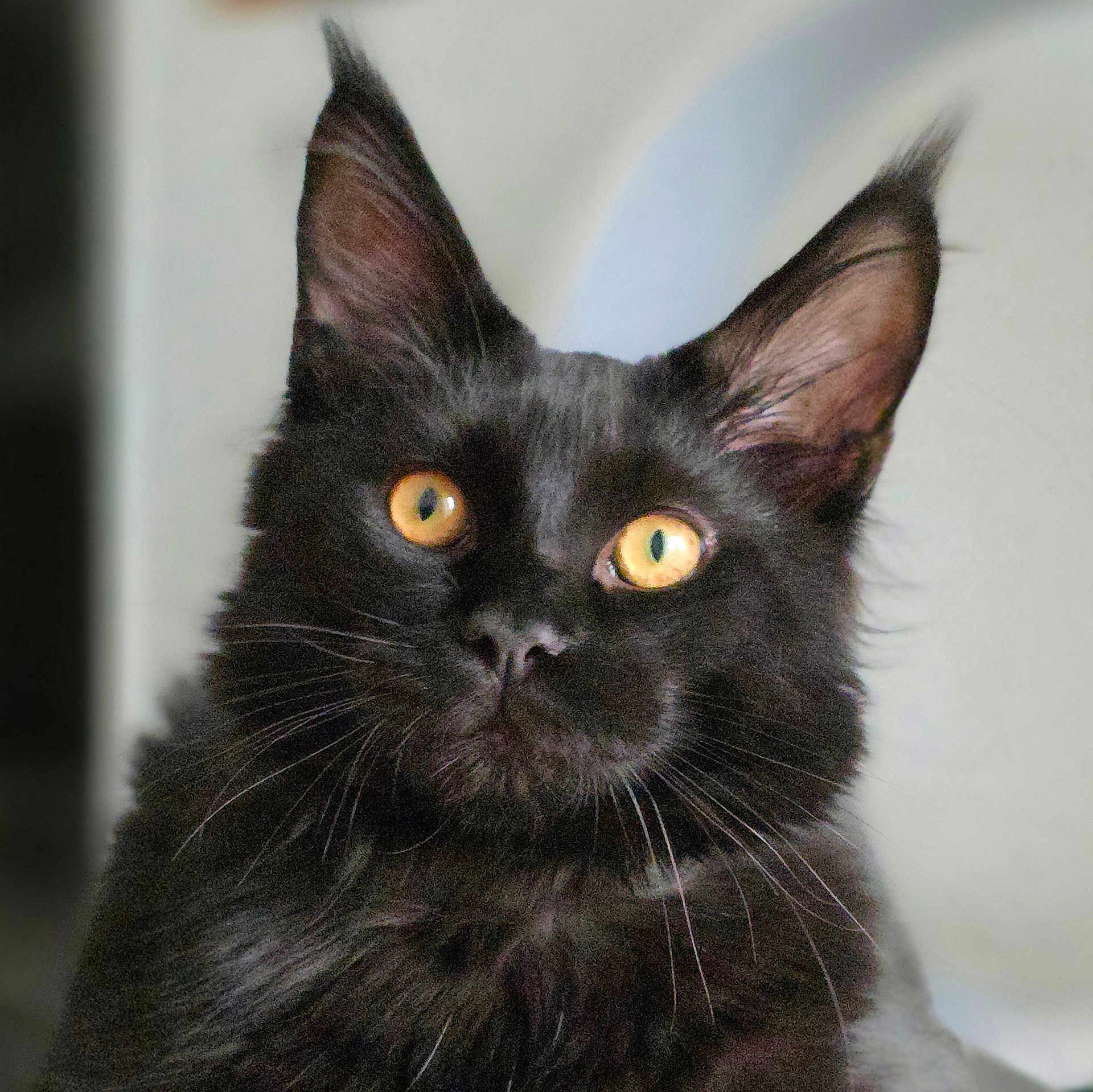 Ozzie