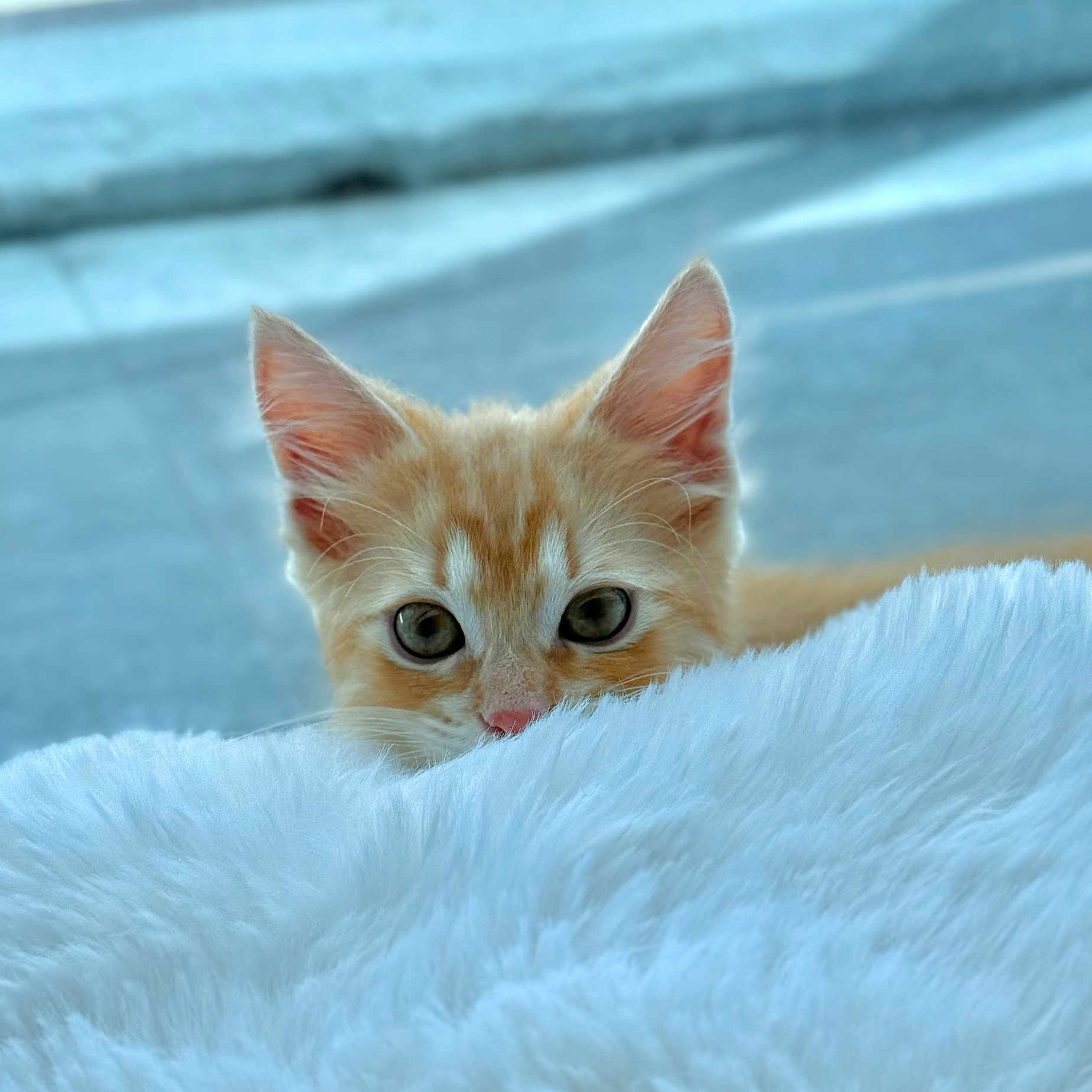 Peanut joined the competition — help win amazing prizes! animal, blue_background, cat, close_up, cozy, curious, cute, ears, eyes, feline, fluffy_blanket, indoor, kitten, nose, orange_tabby, peeking, pet, soft_texture, whiskers, young