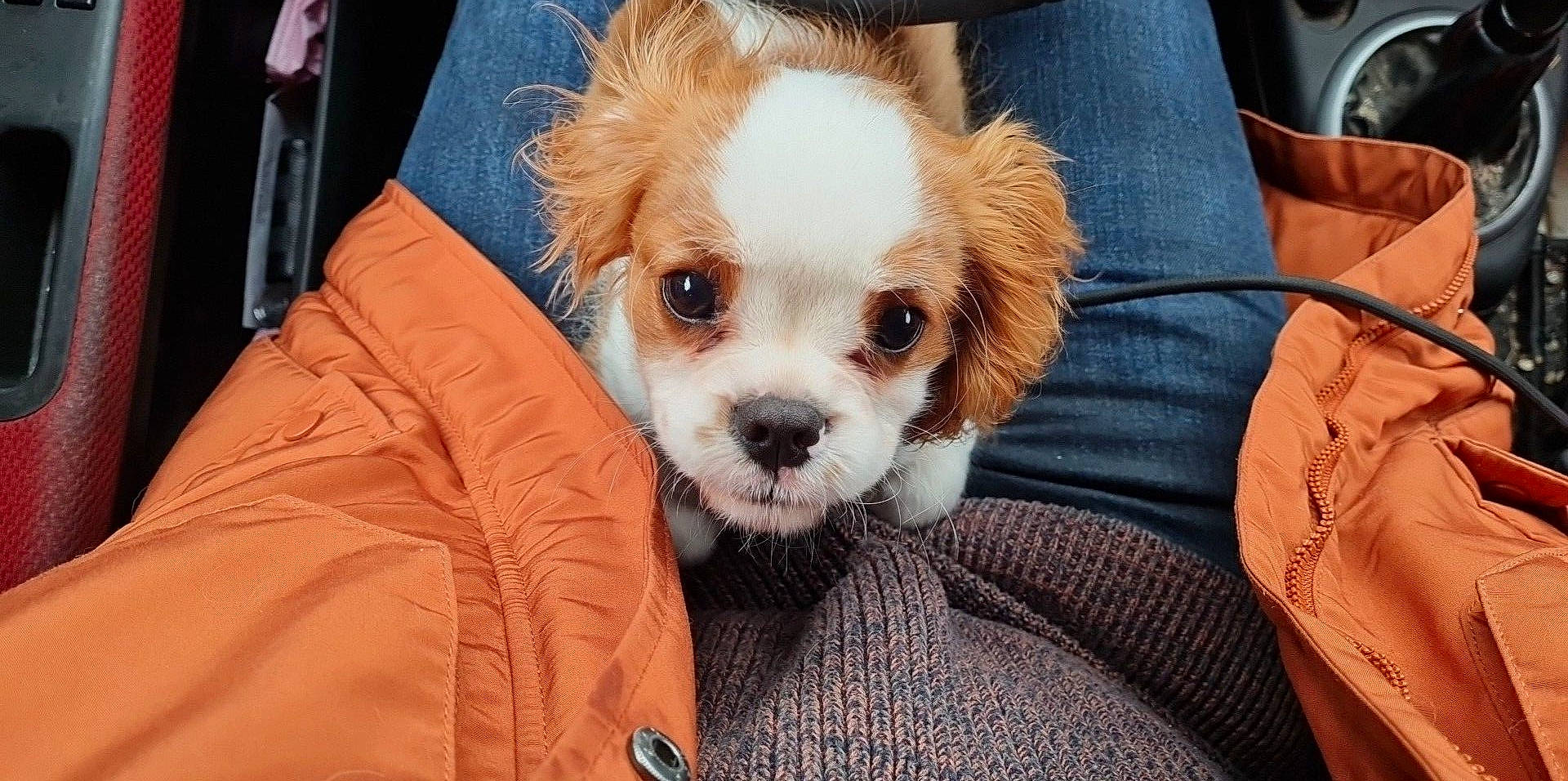 Timy Des Collines D'Iowa