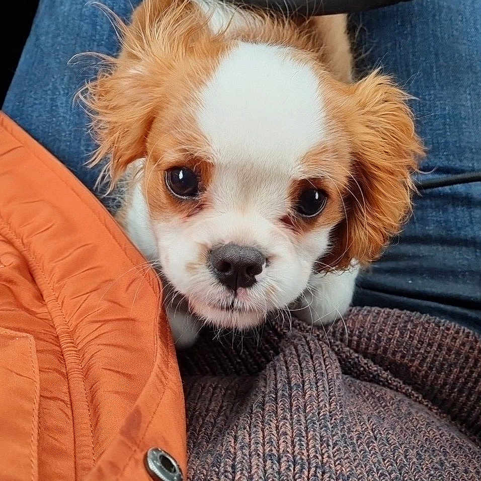 Timy Des Collines D'Iowa