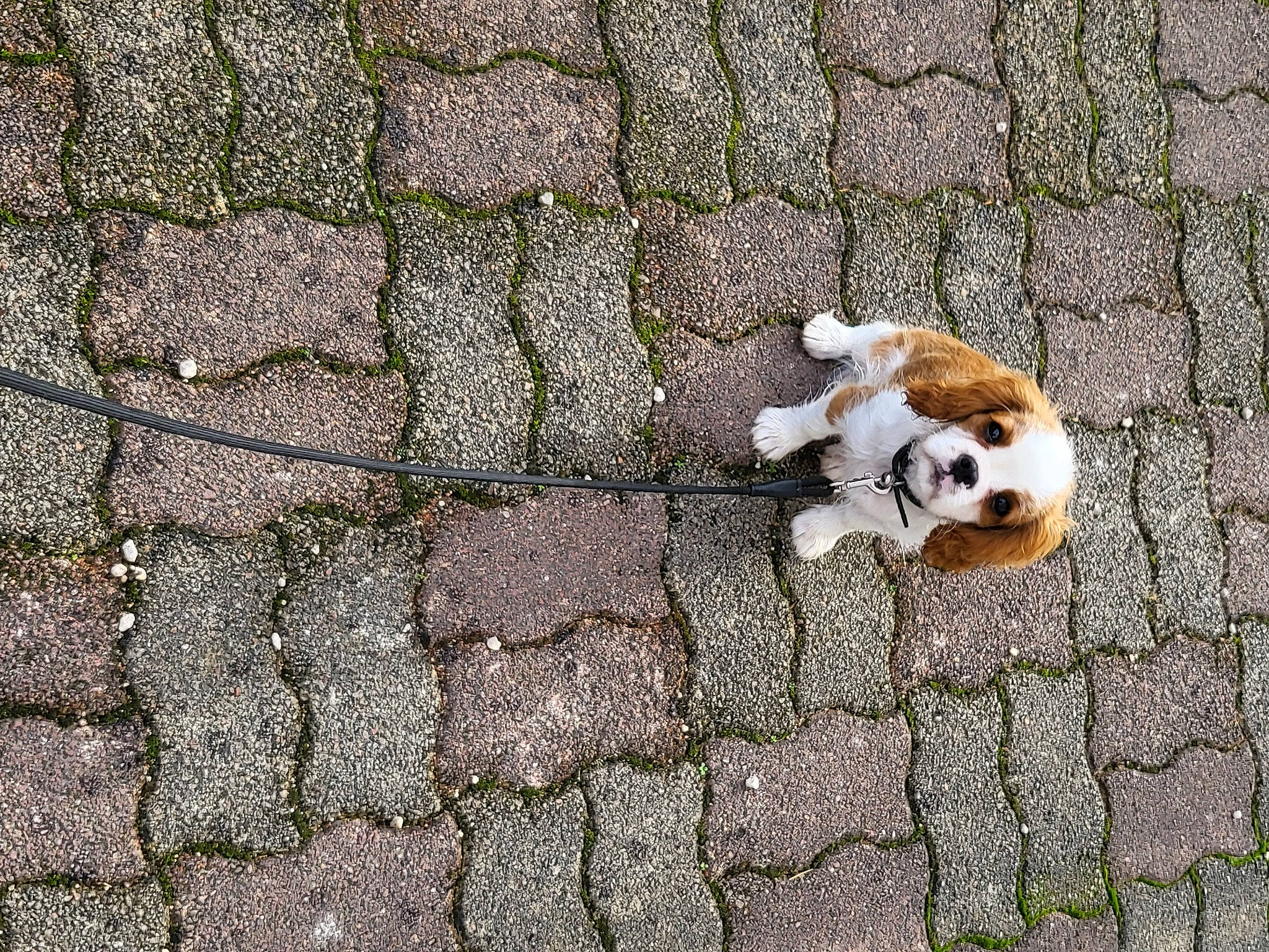 Timy Des Collines D'Iowa participe au concours pour gagner de l'argent avec cette photo : asphalt, brick, carnivore, cobblestone, companion_dog, concrete, dog_breed, fawn, flagstone, flooring, fur, grass, groundcover, road_surface, sidewalk, snout, soil, tail, terrestrial_animal, toy