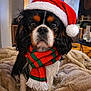 dog, cavalier_king_charles_spaniel, santa_hat, scarf, red, green, holiday, christmas, pet, cozy, blanket, fur, indoors, cute, portrait, animal, fluffy, black, white, brown